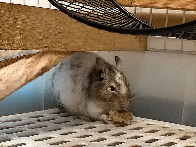 ロイちゃん②